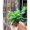 Cây Dương Xỉ Chân Thỏ Davallia - Mini decor terrarium bể bán cạn, giá chỉ 20.000 VND