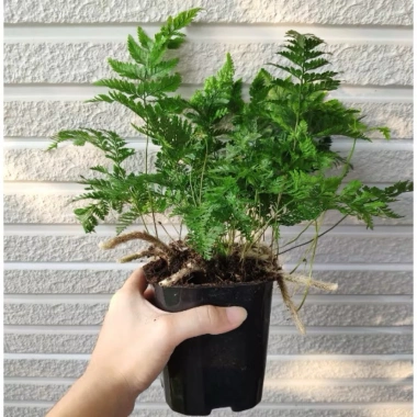 Cây Dương Xỉ Chân Thỏ Davallia - Mini decor terrarium bể bán cạn, giá chỉ 20.000 VND 2