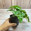 Cây giả 3D nhựa cao cấp lá trầu bà, lá khoai môn cắm chậu và treo tường giống thật 99% 3