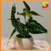 Cây Giả Chậu Cây Cảnh DG-60 – Trang Trí Bàn Làm Việc, Văn Phòng, Nhà Cửa, Giá 182.000₫ 3