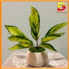 Cây Giả Chậu Cây Cảnh DG-60 – Trang Trí Bàn Làm Việc, Văn Phòng, Nhà Cửa, Giá 182.000₫ 5