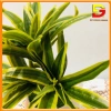 Cây Giả Chậu Cây Cảnh DG-60 – Trang Trí Bàn Làm Việc, Văn Phòng, Nhà Cửa, Giá 182.000₫ 9