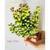 Cây giả Cụm sen đá, hoa đá cao su trang trí nội thất nhỏ xinh, giá 18.000 VND 10