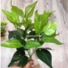 Cây giả decor 34cm 7 nhánh lá nhựa, giống thật 99% - Trang trí nội thất 17.200đ 2