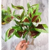 Cây giả decor 34cm 7 nhánh lá nhựa, giống thật 99% - Trang trí nội thất 17.200đ 9