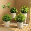 Cây Giả Kèm Chậu Để Bàn HiTree - Trang Trí Nhà Cửa, Giá 19.500 VND (Giảm)