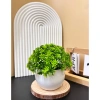 Cây Giả Kèm Chậu Để Bàn HiTree - Trang Trí Nhà Cửa, Giá 19.500 VND (Giảm) 4