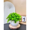 Cây Giả Kèm Chậu Để Bàn HiTree - Trang Trí Nhà Cửa, Giá 19.500 VND (Giảm) 9