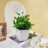 Cây Giả Mini Chậu Để Bàn HiTree – Trang Trí Nhà Cửa, Giá Giảm 45.000₫ 6