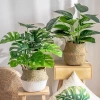 Cây giả trầu bà lá rùa 70cm - Trang trí không gian sống hiện đại, giảm còn 139k