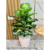 Cây giả trầu bà lá rùa 70cm - Trang trí không gian sống hiện đại, giảm còn 139k 3