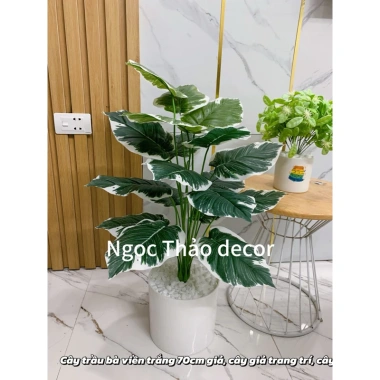 Cây giả trầu bà lá rùa 70cm - Trang trí không gian sống hiện đại, giảm còn 139k 5