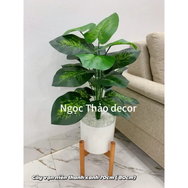 Cây giả trầu bà lá rùa 70cm - Trang trí không gian sống hiện đại, giảm còn 139k 6