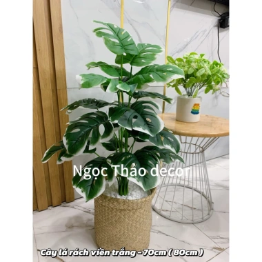 Cây giả trầu bà lá rùa 70cm - Trang trí không gian sống hiện đại, giảm còn 139k 7