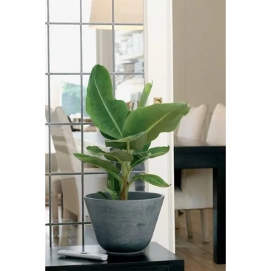 Cây Giống Chuối Cảnh Mini Trồng Chậu - Ăn Trái Được, Giá Ưu Đãi 45.000₫