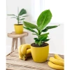 Cây Giống Chuối Cảnh Mini Trồng Chậu - Ăn Trái Được, Giá Ưu Đãi 45.000₫ 3