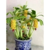 Cây Giống Chuối Cảnh Mini Trồng Chậu - Ăn Trái Được, Giá Ưu Đãi 45.000₫ 5