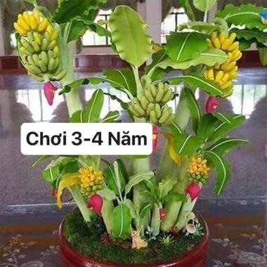 Cây Giống Chuối Cảnh Mini Trồng Chậu - Ăn Trái Được, Giá Ưu Đãi 45.000₫