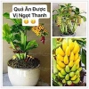 Cây Giống Chuối Cảnh Mini Trồng Chậu - Ăn Trái Được, Giá Ưu Đãi 45.000₫ 7