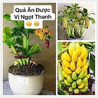 Cây Giống Chuối Cảnh Mini Trồng Chậu - Ăn Trái Được, Giá Ưu Đãi 45.000₫