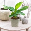 Cây Giống Chuối Cảnh Mini Trồng Chậu - Ăn Trái Được, Giá Ưu Đãi 45.000₫ 8