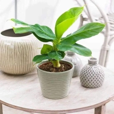 Cây Giống Chuối Cảnh Mini Trồng Chậu - Ăn Trái Được, Giá Ưu Đãi 45.000₫
