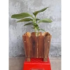 Cây Giống Chuối Cảnh Mini Trồng Chậu - Ăn Trái Được, Giá Ưu Đãi 45.000₫ 9