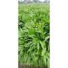 Cây giống cọ cảnh mini siêu đẹp Giá ưu đãi 15.000đ giảm 3.350đ, lý tưởng trang trí nội thất 4
