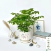 Cây hạnh phúc bụi mini 25cm chậu sứ - Quà tặng trang trí bàn làm việc, giảm 89k
