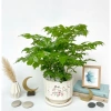 Cây hạnh phúc bụi mini 25cm chậu sứ - Quà tặng trang trí bàn làm việc, giảm 89k 2