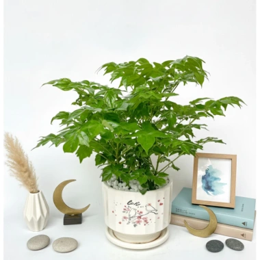 Cây hạnh phúc bụi mini 25cm chậu sứ - Quà tặng trang trí bàn làm việc, giảm 89k 2