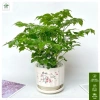 Cây hạnh phúc bụi mini 25cm chậu sứ - Quà tặng trang trí bàn làm việc, giảm 89k 3