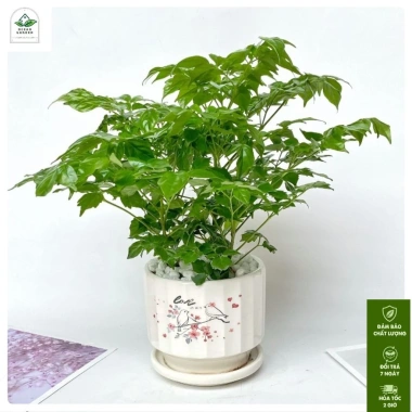 Cây hạnh phúc bụi mini 25cm chậu sứ - Quà tặng trang trí bàn làm việc, giảm 89k 3