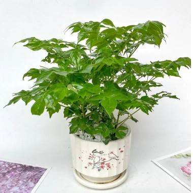 Cây hạnh phúc bụi mini 25cm chậu sứ - Quà tặng trang trí bàn làm việc, giảm 89k 4