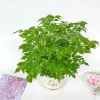 Cây hạnh phúc bụi mini 25cm chậu sứ - Quà tặng trang trí bàn làm việc, giảm 89k 5