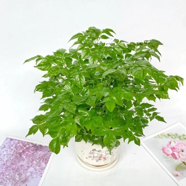 Cây hạnh phúc bụi mini 25cm chậu sứ - Quà tặng trang trí bàn làm việc, giảm 89k 5