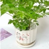 Cây hạnh phúc bụi mini 25cm chậu sứ - Quà tặng trang trí bàn làm việc, giảm 89k 6