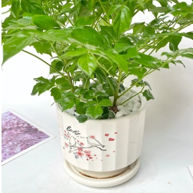 Cây hạnh phúc bụi mini 25cm chậu sứ - Quà tặng trang trí bàn làm việc, giảm 89k 6