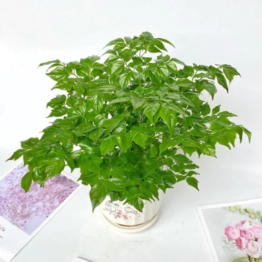 Cây hạnh phúc bụi mini 25cm chậu sứ - Quà tặng trang trí bàn làm việc, giảm 89k 7