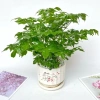 Cây hạnh phúc bụi mini 25cm chậu sứ - Quà tặng trang trí bàn làm việc, giảm 89k 8