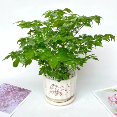 Cây hạnh phúc bụi mini 25cm chậu sứ - Quà tặng trang trí bàn làm việc, giảm 89k 8