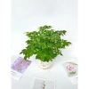 Cây hạnh phúc bụi mini 25cm chậu sứ - Quà tặng trang trí bàn làm việc, giảm 89k 9