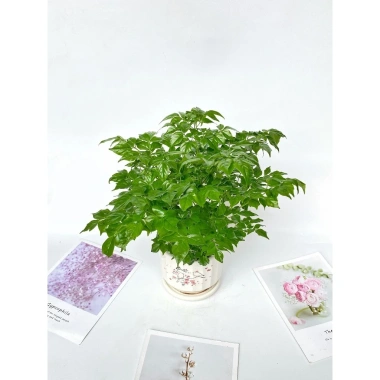 Cây hạnh phúc bụi mini 25cm chậu sứ - Quà tặng trang trí bàn làm việc, giảm 89k 9