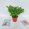 Cây hạnh phúc bụi mini 25cm chậu sứ - Quà tặng trang trí bàn làm việc, giảm 89k 10