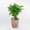 Cây Hạnh Phúc Mini - Giá 30.000 VND, Ưu đãi 1 đổi 1, Trang trí không gian, mang may mắn