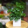 Cây Hạnh Phúc Mini - Giá 30.000 VND, Ưu đãi 1 đổi 1, Trang trí không gian, mang may mắn 8