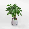 Cây Hạnh Phúc Mini - Giá 30.000 VND, Ưu đãi 1 đổi 1, Trang trí không gian, mang may mắn 9