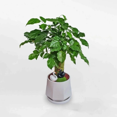 Cây Hạnh Phúc Mini - Giá 30.000 VND, Ưu đãi 1 đổi 1, Trang trí không gian, mang may mắn 9