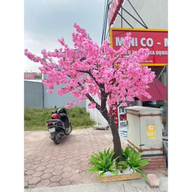 Cây Hoa Anh Đào Nhật Loại 1 – Hoa Lụa Nhập Khẩu, Thân Gỗ Tự Nhiên, Trang Trí Nhà & Quán Café, Giá Ưu Đãi 2.8 Triệu 7 Cây Hoa Anh Đào Nhật Loại 1 – Hoa Lụa Nhập Khẩu, Thân Gỗ Tự Nhiên, Trang Trí Nhà & Quán Café, Giá Ưu Đãi 2.8 Triệu 7