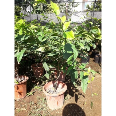 Cây Hoa Dạ Ngọc Minh Châu Bạch Dương Chậu To 1m - Freeship, Voucher Xtra, Giá 499k 5